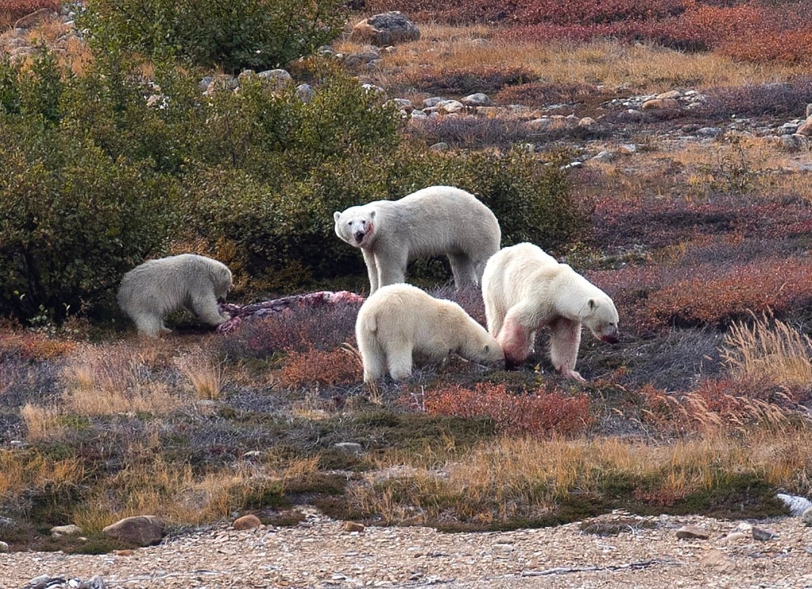 Two pairs of mother and polar bear cubs share a seal carcass. 