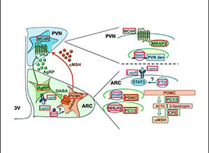 Neuroendocrinology and the Genetics of Obesity