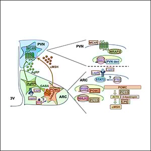 Neuroendocrinology and the Genetics of Obesity