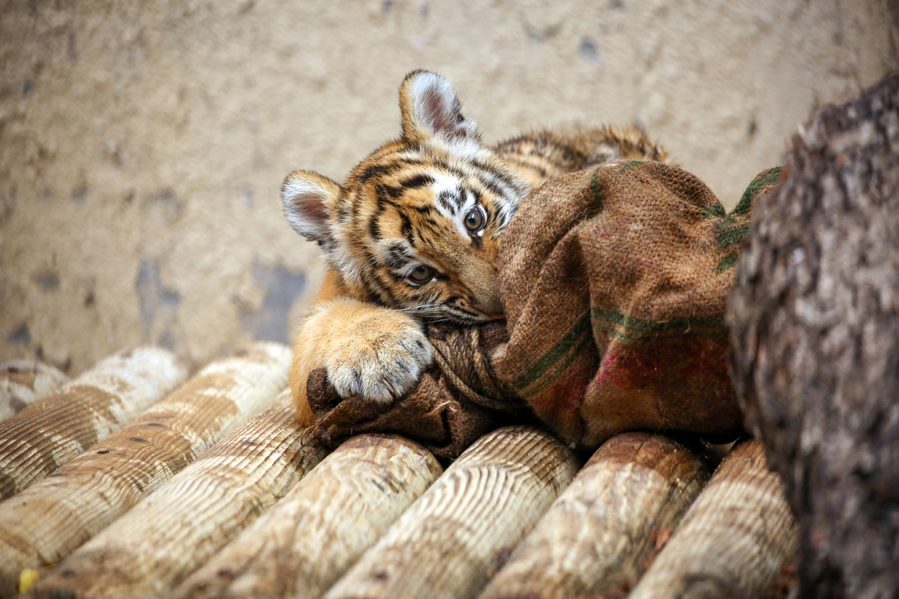 A tiger cub plays with a blanket, biting and holding it tightly on Sep. 2. (Seoul Grand Park)