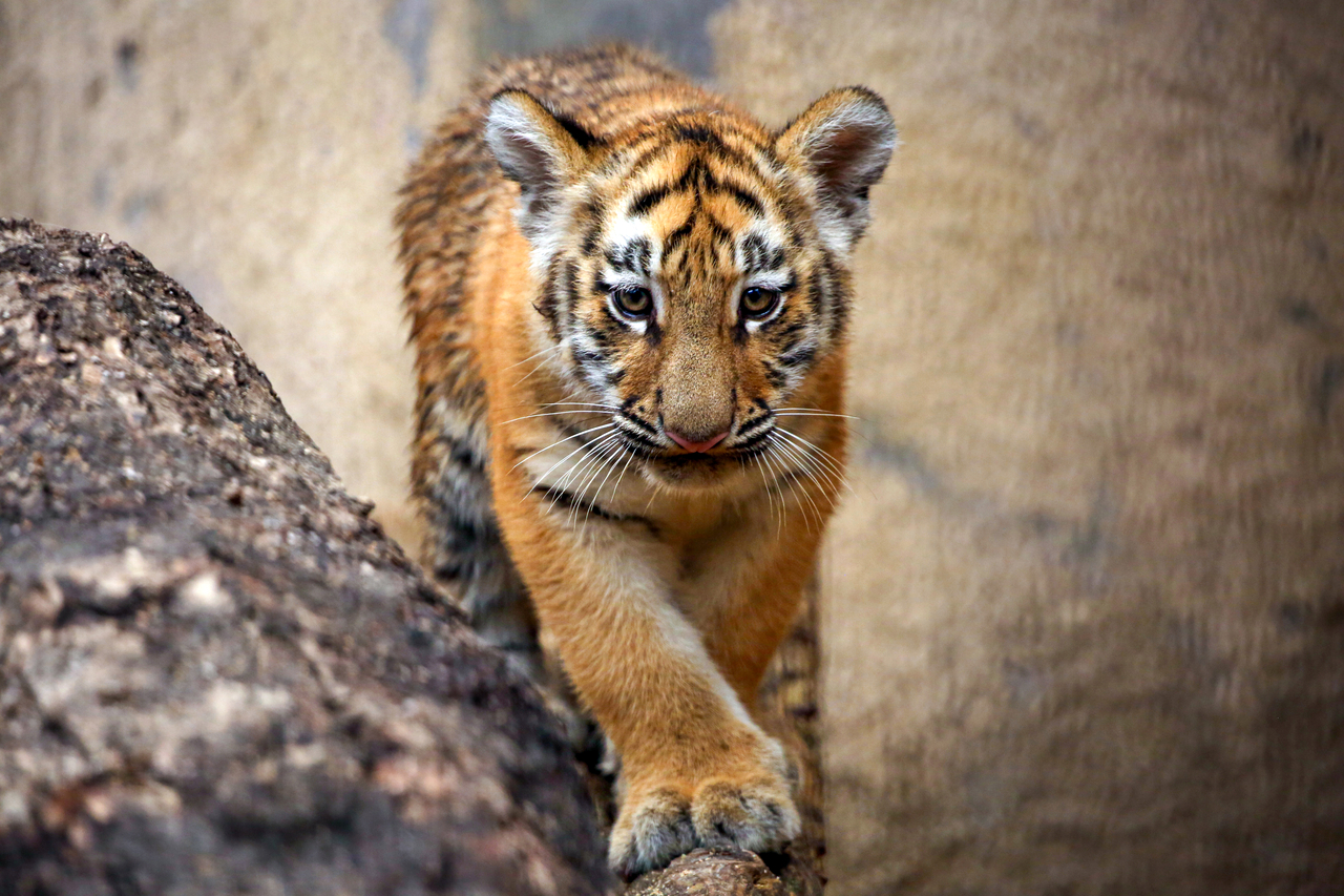 A tiger cub inside an enclosure at Seoul Grand Park on Friday. (Seoul Grand Park)