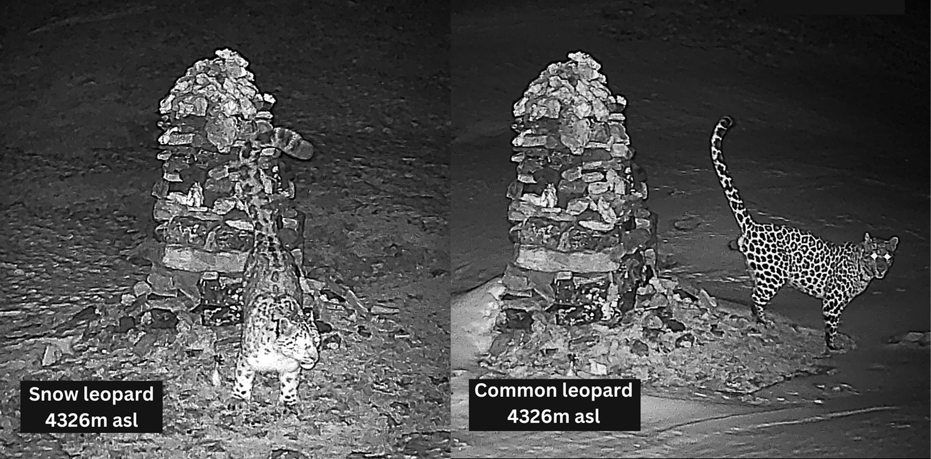 Common leopard and snow leopard scent marking on the same spot.