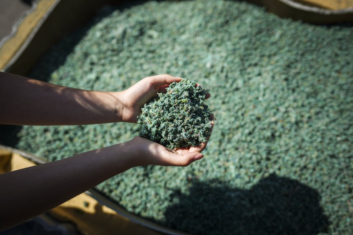 Person cupping green shredded fishing net material in their hands, scooped from a bin.