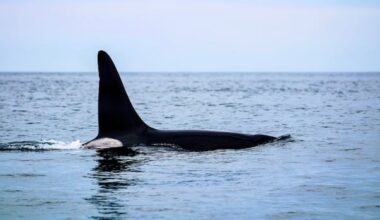 Whale watchers excited about return of 'friendly' orca to the Bay of Fundy