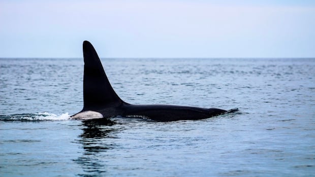 Whale watchers excited about return of 'friendly' orca to the Bay of Fundy