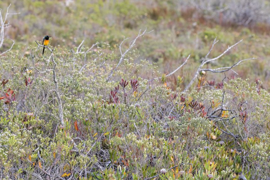An orange-breasted sunbird on rehabilitated fynbos in Cape Infanta.