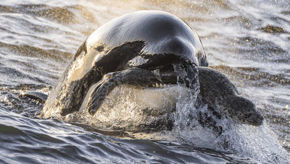 Photo Of Unusually Young Bigg's Orca Hunting A Harbour Seal Scoops Ocean Photography Award