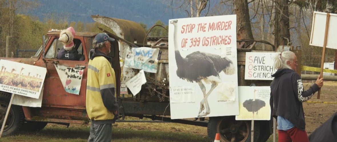 Two people, one holding a placard, stand in front of an old pickup truck adorned with signs calling for the birds to be spared.