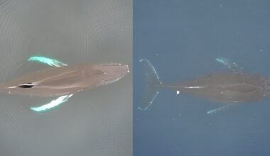 An AI-generated humpback whale (left) is seen next to an actual photo of a humpback whale. This hyperrealistic duplicate shows how far generative AI has come, experts say. Credit: Duke MaRRS Lab
