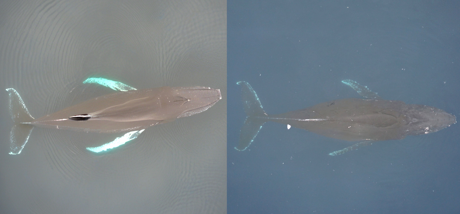 An AI-generated humpback whale (left) is seen next to an actual photo of a humpback whale. This hyperrealistic duplicate shows how far generative AI has come, experts say. Credit: Duke MaRRS Lab