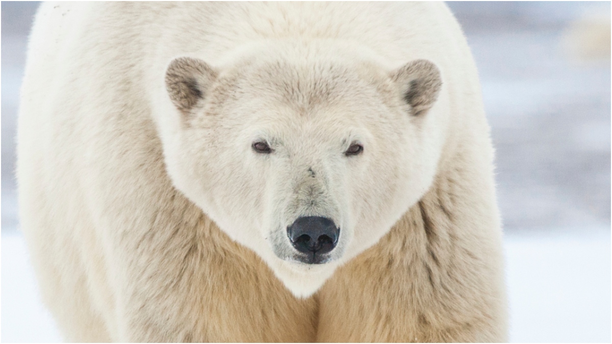 Polar Bears Filmed Living In Russian Research Station: WATCH