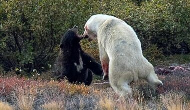 Torngat Mountains visitor gets front row seat as black bear fights polar bear