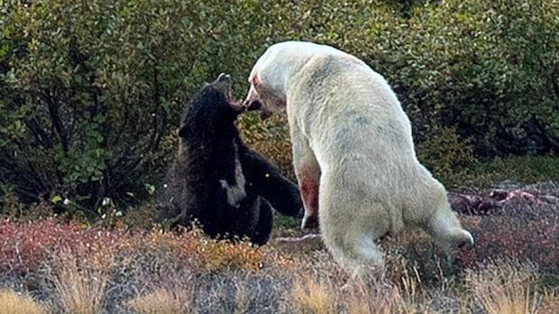 Torngat Mountains visitor gets front row seat as black bear fights polar bear
