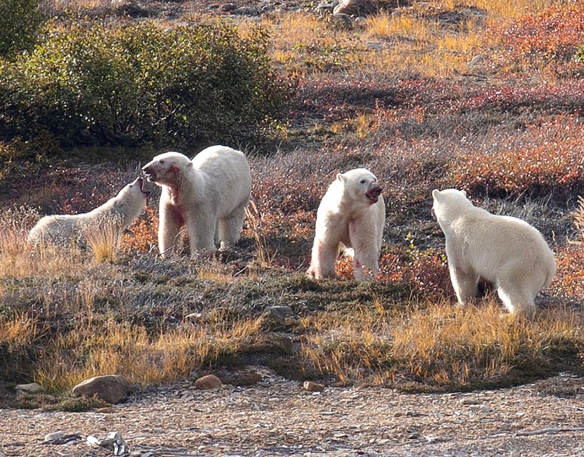 The polar bears were eating well that day in the Torngat Mountains. 