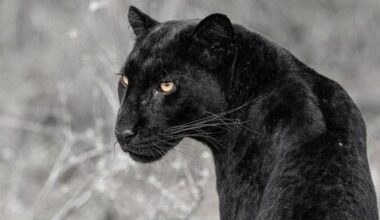 Israeli wildlife photographer captures rare black leopard and her cubs in Kenya