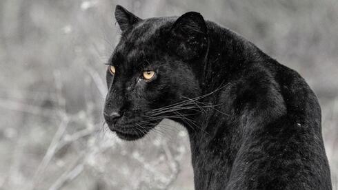 Israeli wildlife photographer captures rare black leopard and her cubs in Kenya