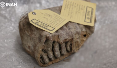 Mammoth molar tagged.