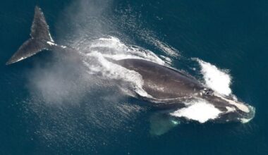 New England scientists honing models that predict where right whales will pop up next