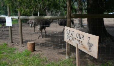 From hotels to gas stations, businesses believed to be contracted for ostrich cull targeted by opponents