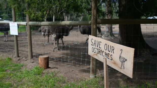 From hotels to gas stations, businesses believed to be contracted for ostrich cull targeted by opponents