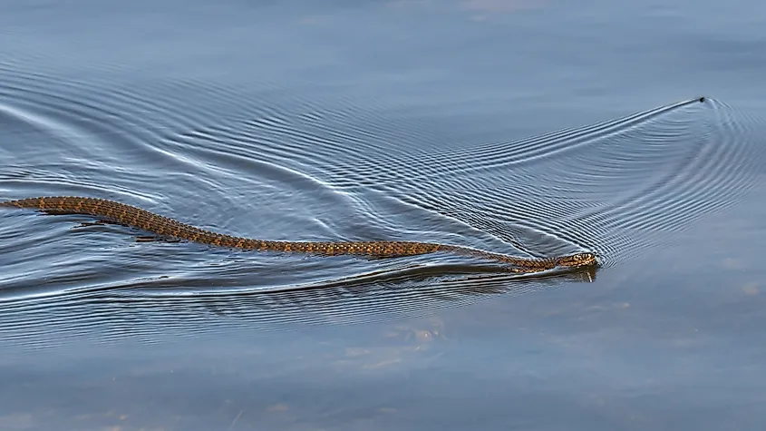 A northern water snake swimming in a lake as a water bug swims away.