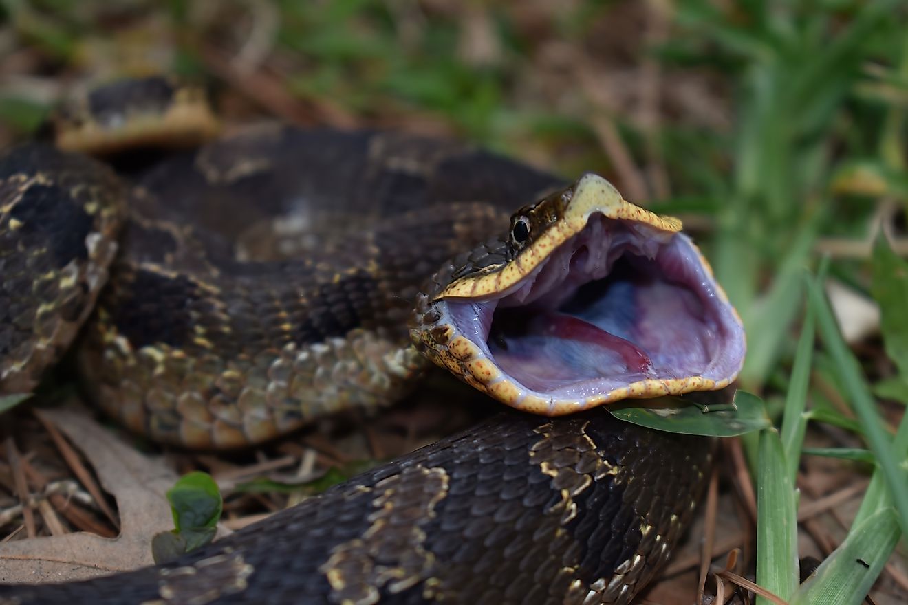 Why Some US States Have No Venomous Snakes