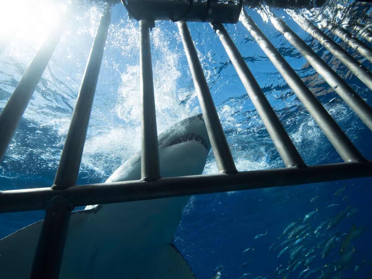 Great White Shark Tourism in South Africa Faces Crisis as Sightings Plunge