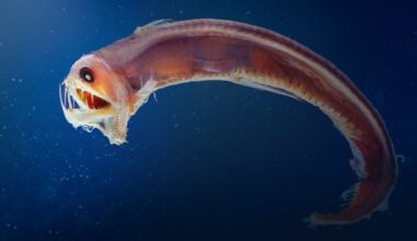 How Do Deep-Sea Fish Survive Under Such Extreme Pressure?