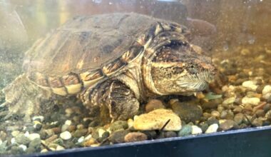 Snapping turtle released in Williams Lake finds a new home