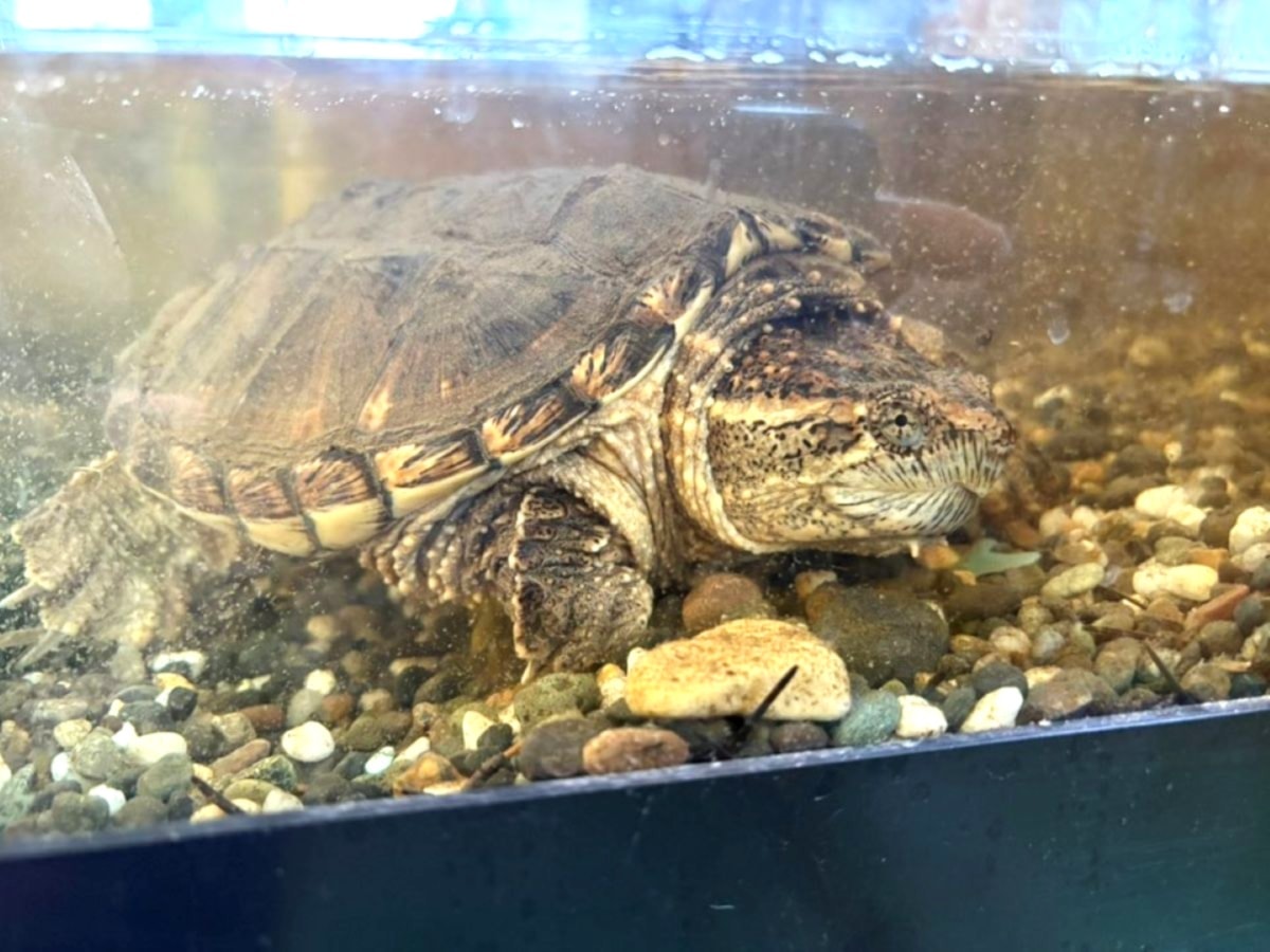 Snapping turtle released in Williams Lake finds a new home