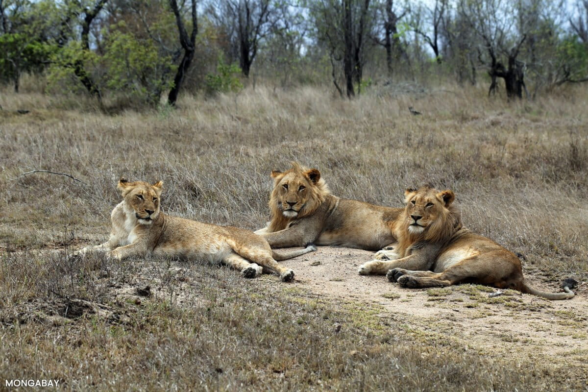 Lions in South Africa. Photo by Rhett Ayers Butler
