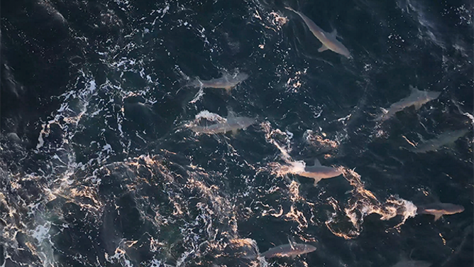 This image from drone video shows hundreds of spinner sharks swimming off the coast of Long Island on Sept. 18.