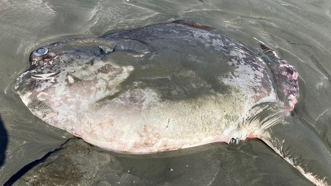 Mola tecta sunfish have flat, disc-like bodies.