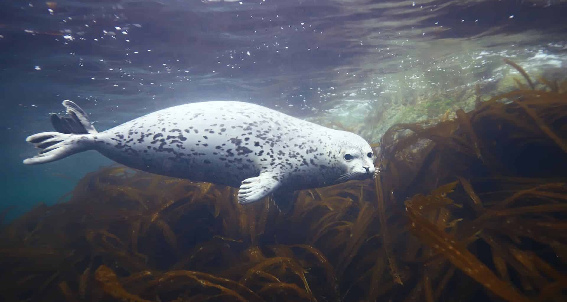 Swimming Seal Underwater