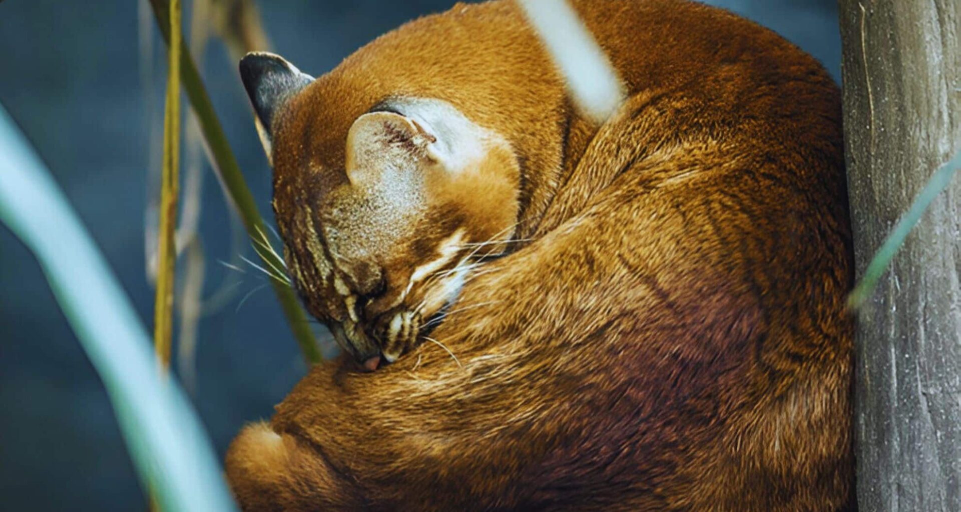 The Asian Golden Cat (catopuma Temminckii)