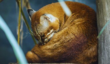 The Asian Golden Cat (catopuma Temminckii)