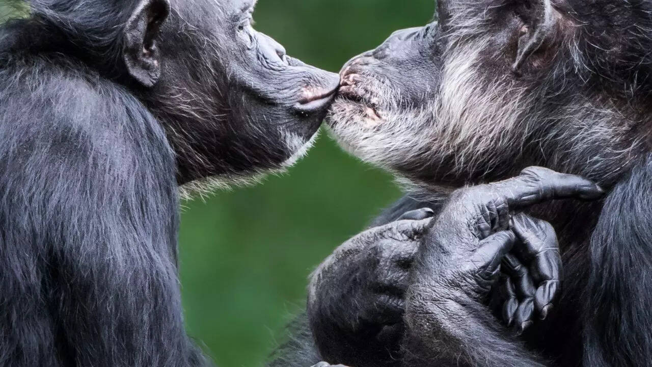 The drunken monkey hypothesis and primate alcohol behavior