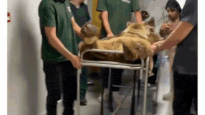 Turkey bear gets stomach troubles; lands in hospital on stretcher after overeating fruits - video