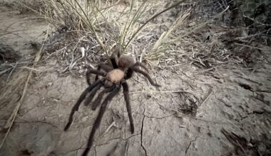 Male tarantulas are moving and wooing their way across Colorado : NPR
