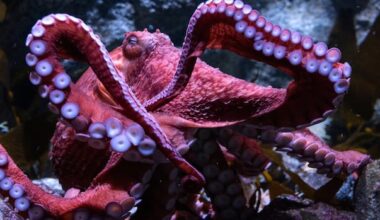Beloved California octopus showered with love and farewells as she spends final days caring for eggs