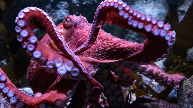 Beloved California octopus showered with love and farewells as she spends final days caring for eggs