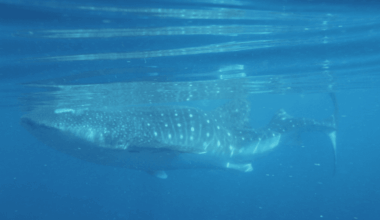 First-Ever Whale Shark With Severe Kyphoscoliosis Seen In Gulf Of Mexico