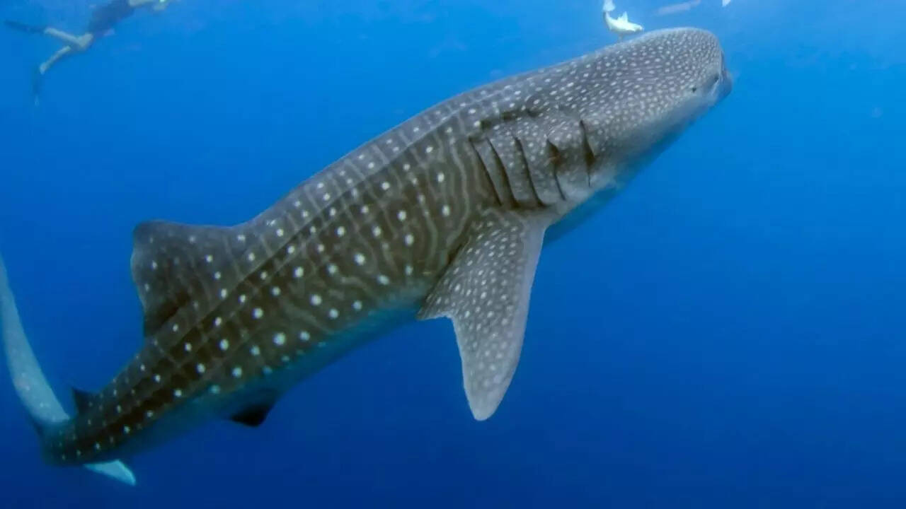 Whale sharks