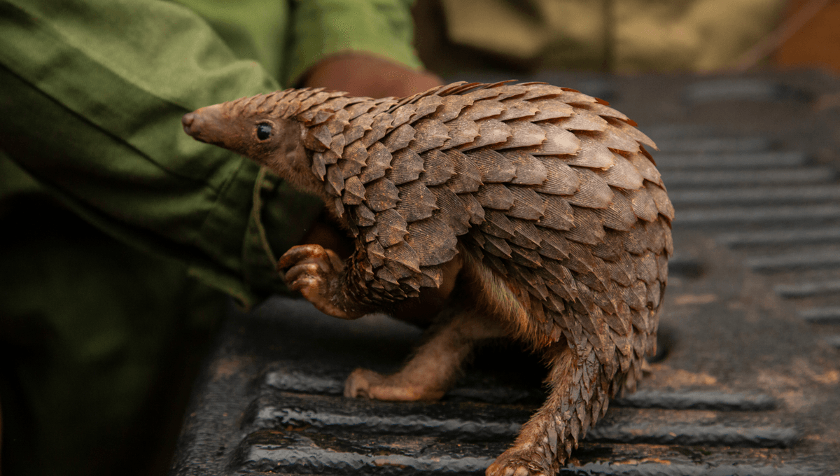 White-Bellied Pangolin Has One Of The Largest Genomes Of Any Mammal, With 114 Chromosomes