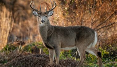 Deadly viral outbreak ravages deer populations - The Independent