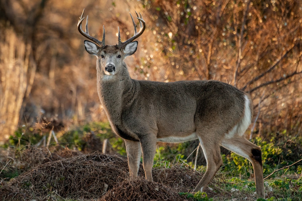 Deadly viral outbreak ravages deer populations - The Independent