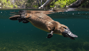World's Most Venomous Mammal The Platypus’s Sting Is Worse Than You Can Imagine