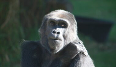 What imperils our powerful cousins, and what brings hope