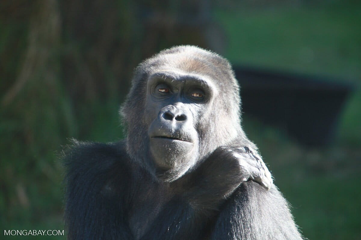 What imperils our powerful cousins, and what brings hope