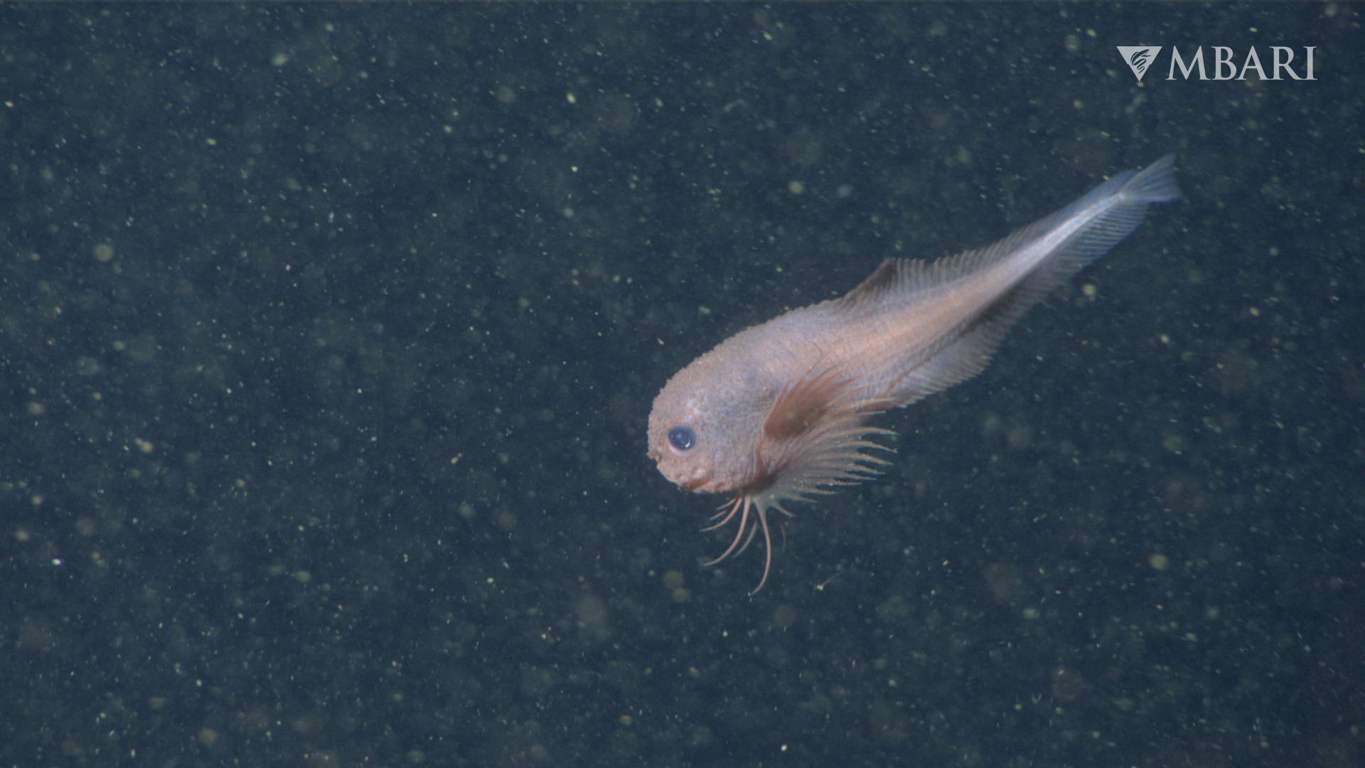 Bumpy snailfish photographed in the deep sea. It has a distinctive pink color, pectoral fins with long fin rays, and a unique bumpy texture.